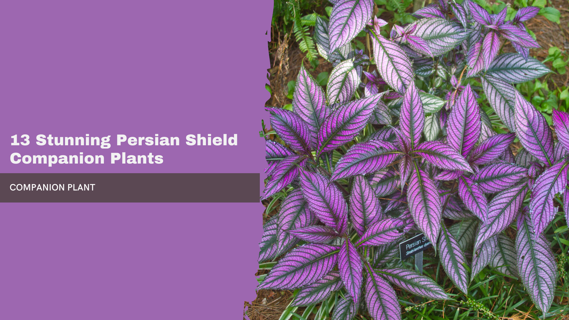 Persian Shield Companion Plants
