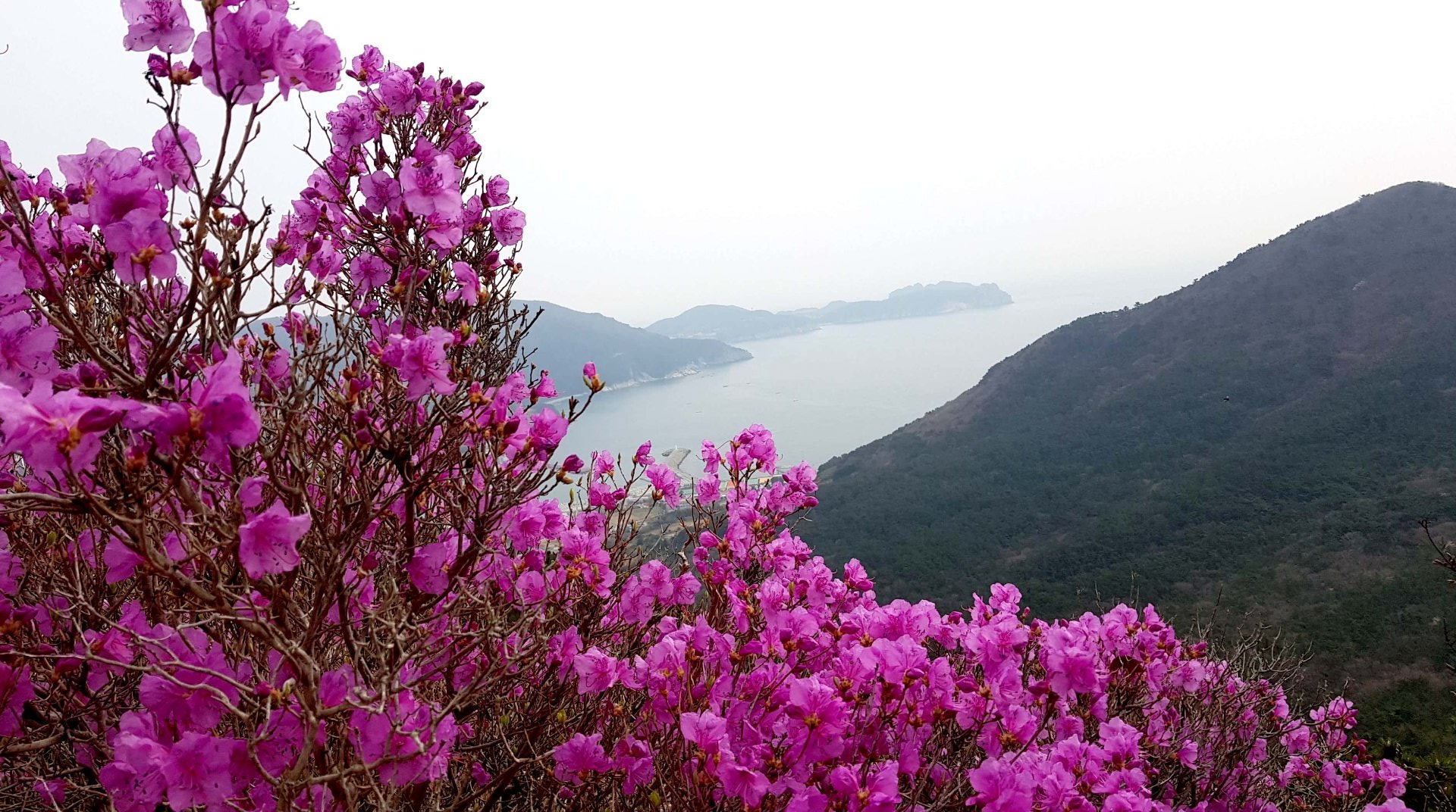 거제 망산 진달래