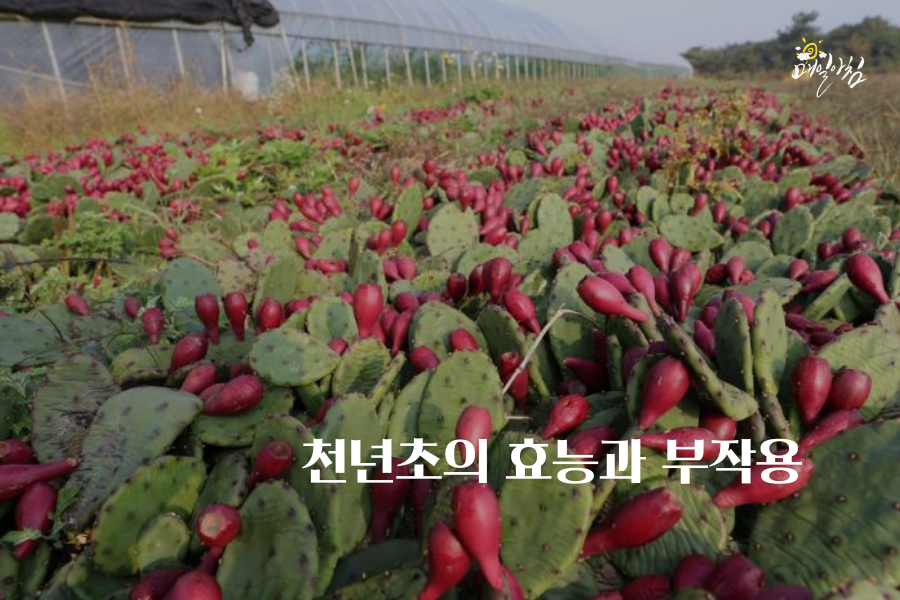  [매일아침좋은글] 천년초의 효능과 부작용 - 과다 섭취하면?