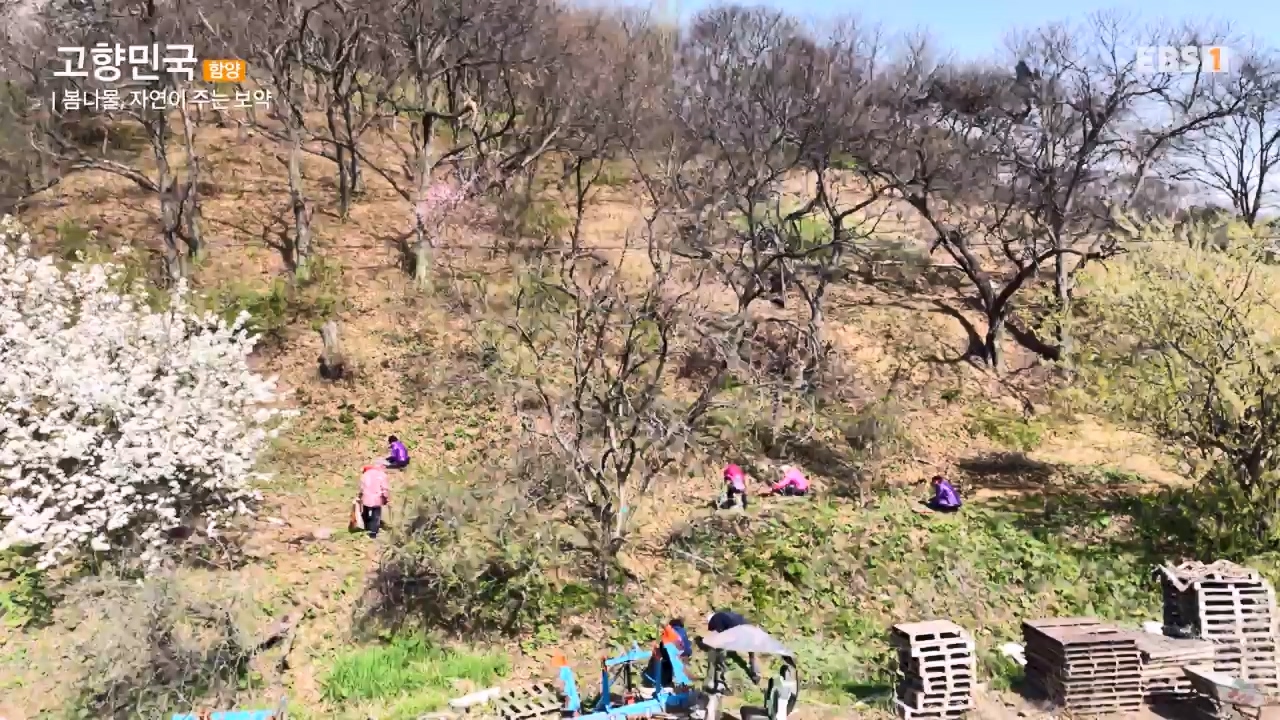 세상의모든기행함양, 봄나물 따라 함양 오일장으로.mp4_20230523_210823.648.jpg