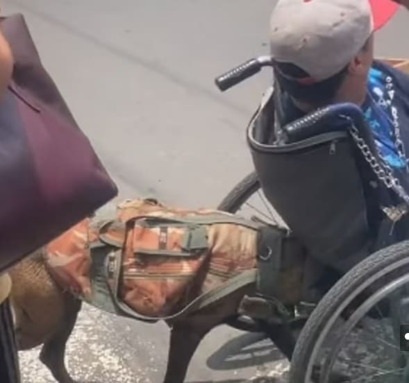 가슴뭉클한 주인의 휠체어를 밀어주는 견공 VIDEO: Heartwarming moment dog pushes owner&#39;s wheelchair across street