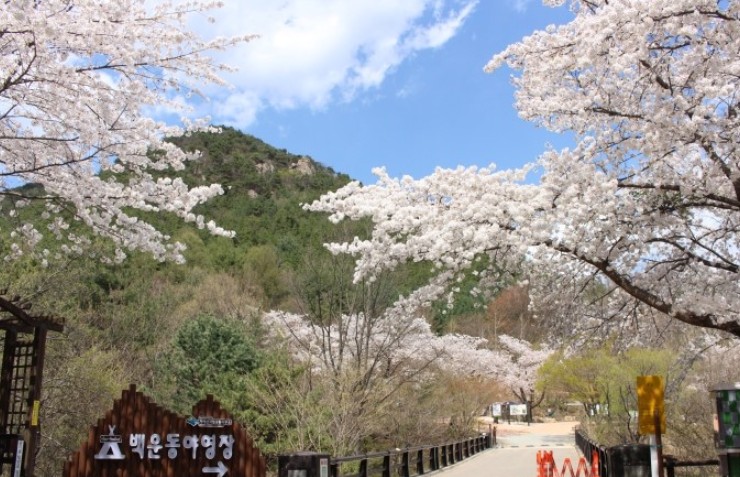  벚꽃 캠핑장 2022년 가볼 만한곳 정리