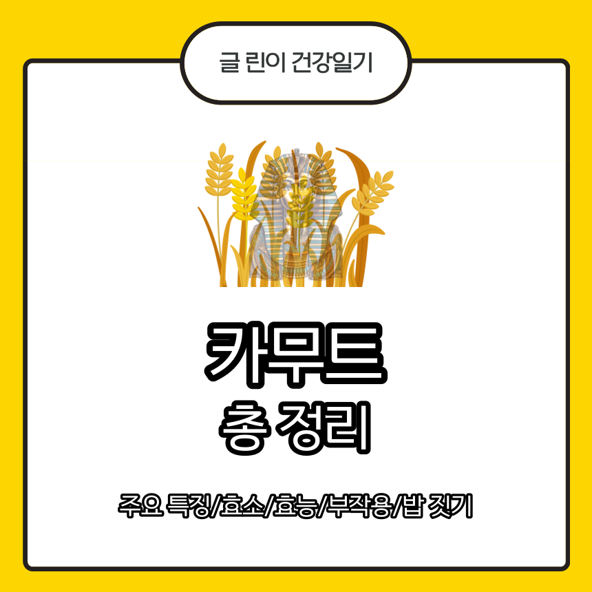  카무트 총 정리 : 주요 특징/효소/효능/부작용/밥 짓기