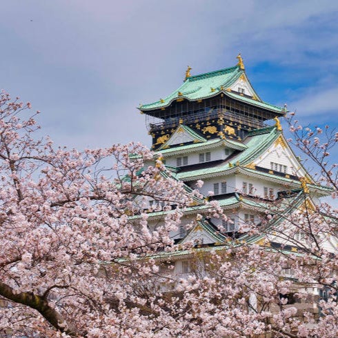 오사카성 천수각과 벚꽃&#44; 옥빛 지붕과 금색 장식 푸른하늘 벚꽃이 잘 어울려져 있다