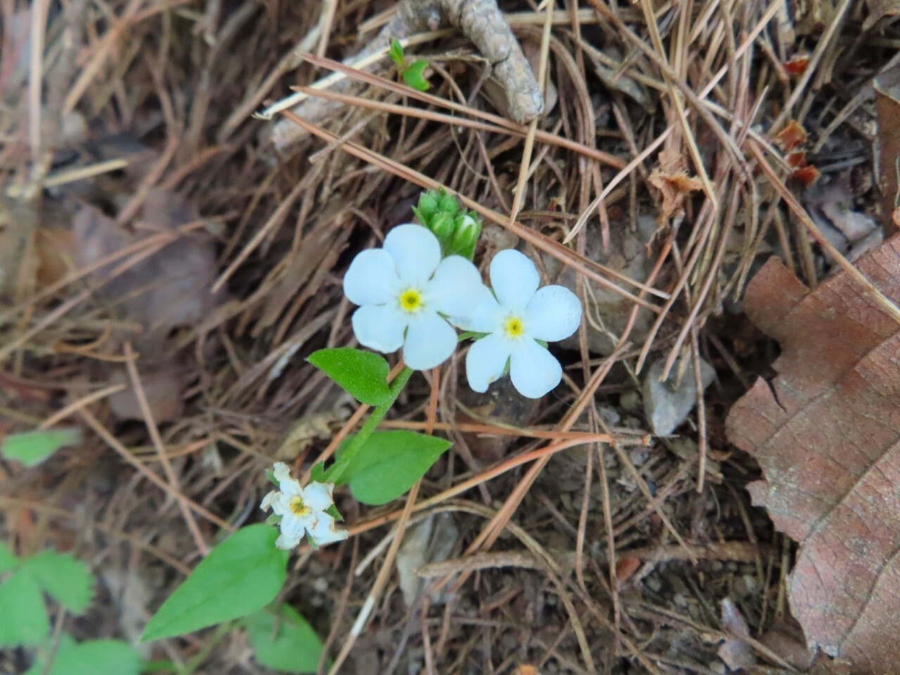 블랙야크 100+, Y출렁다리, 11