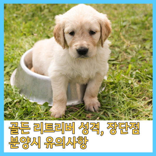  골든 리트리버 성격, 장단점, 분양시 유의사항