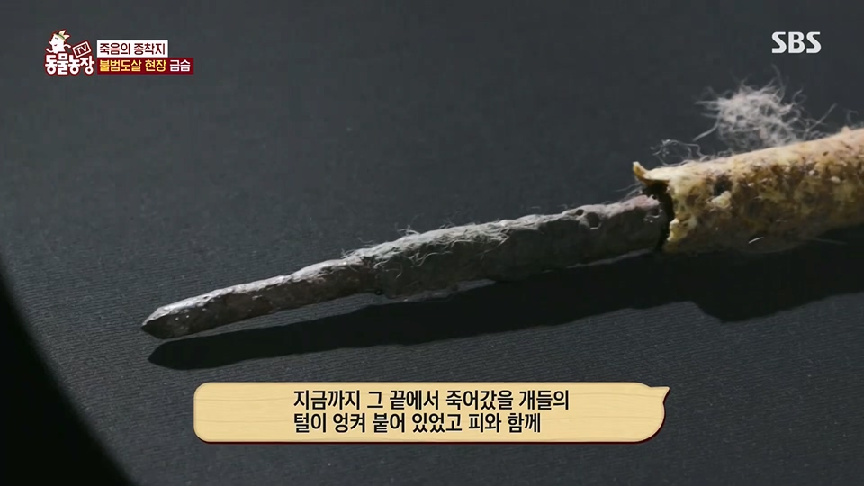 TV 동물농장.E1129.230716p.H264-F1RST.mp4_20230716_183636.080.jpg