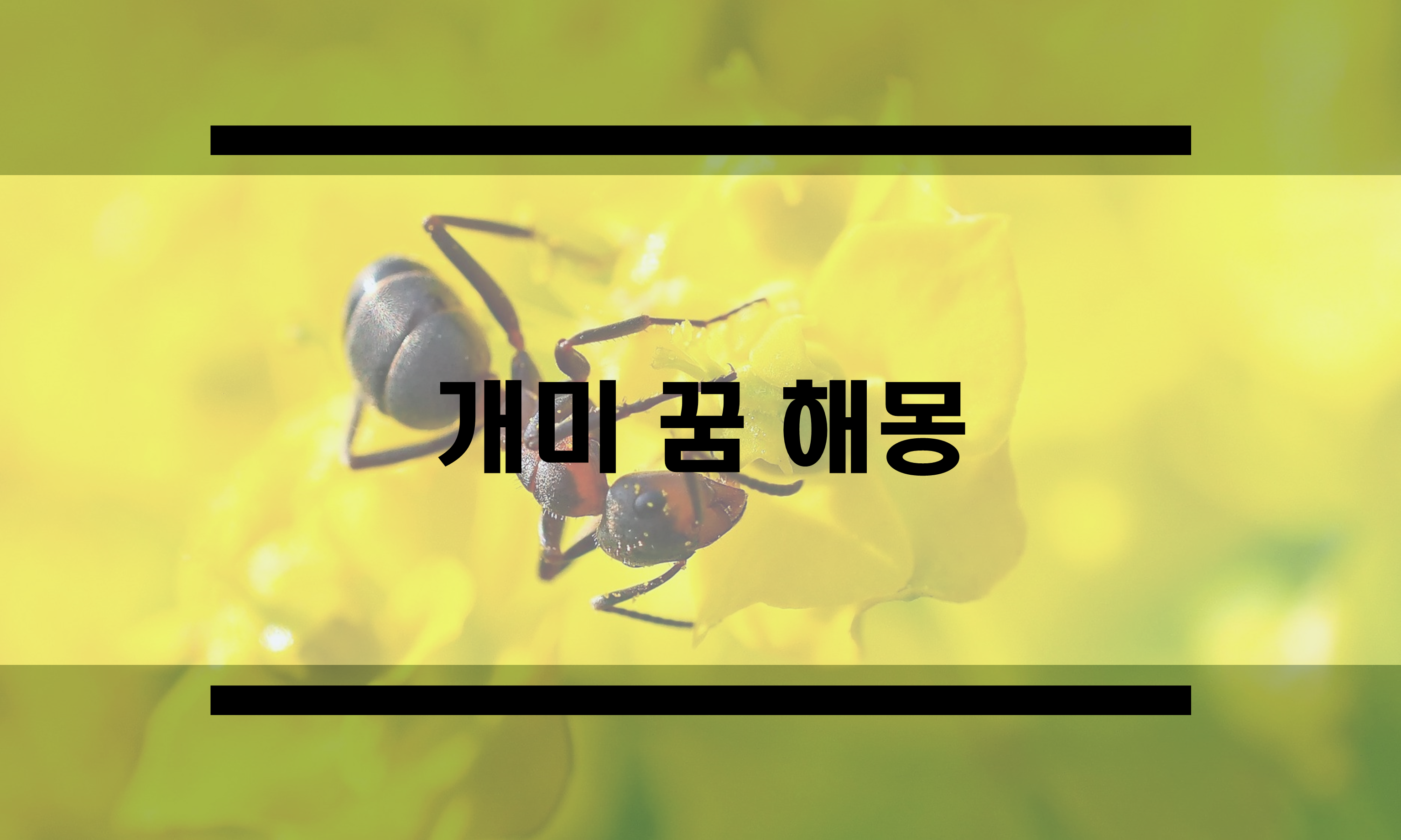  개미꿈 해몽 (빨간 개미 꿈, 여왕 개미 꿈 등)