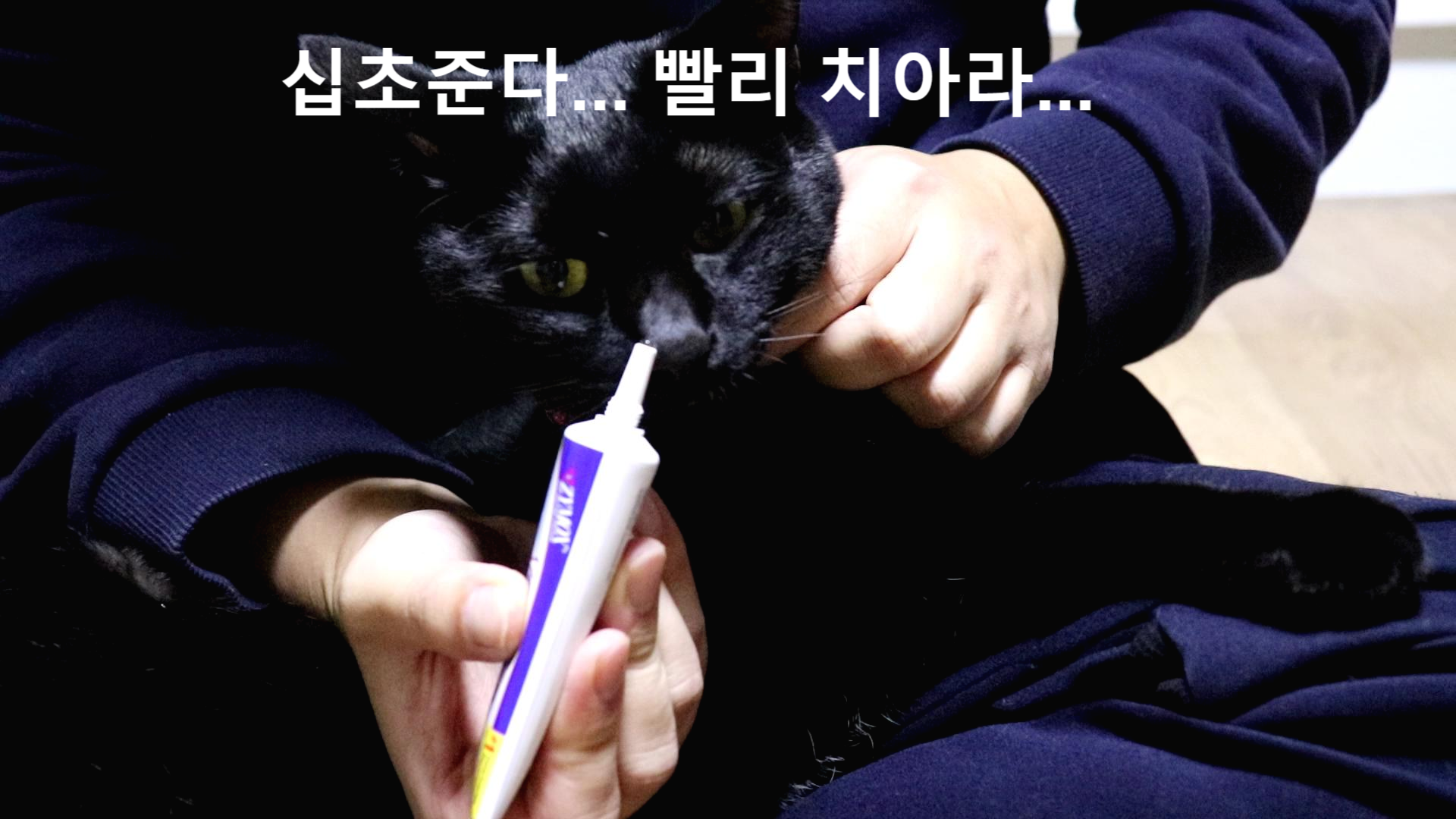  고양이 구내염? 고양이 입냄새?에는 잇몸에 바르는 고양이 치약 -오라틴 안티셉틱 젤(고양이 치은염)