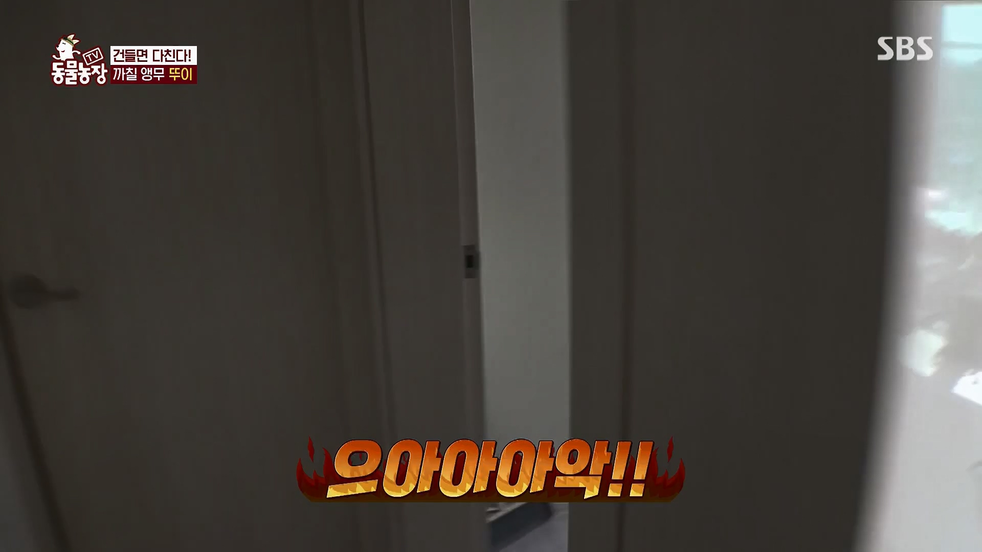 TV 동물농장.E1180.240714p.H264-F1RST.mp4_20240715_201731.824.jpg