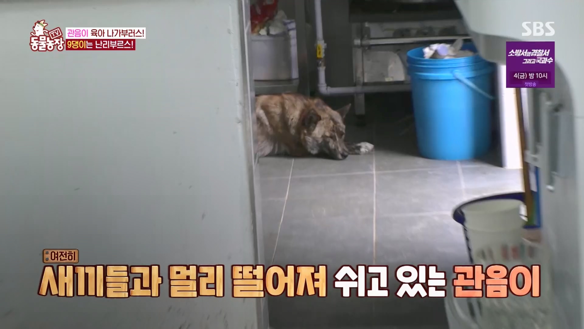 TV 동물농장.E1130.230723p.H264-F1RST.mp4_20230723_171202.033.jpg