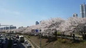 안양천-제방길-1