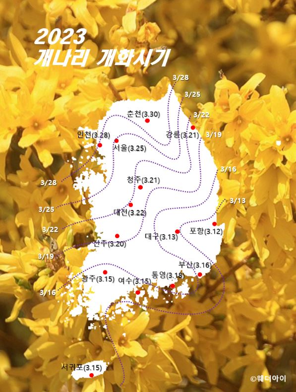 출처: 웨더아이 2023년 개나리 개화시기