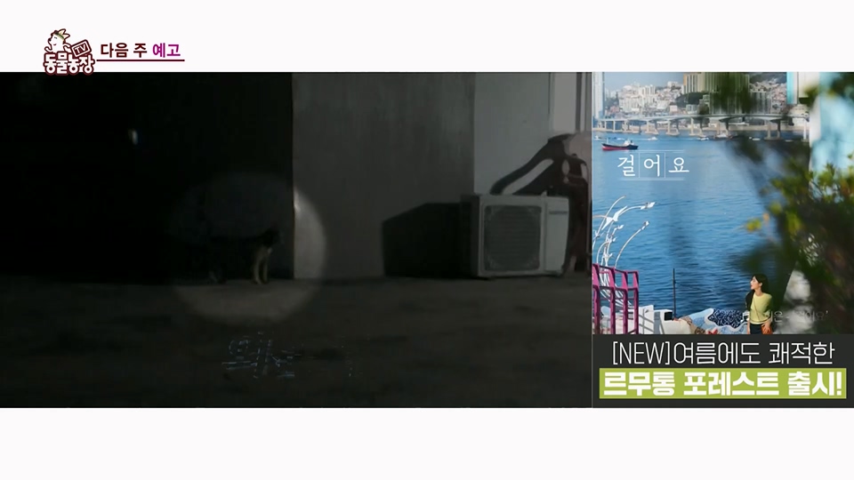 TV 동물농장.E1126.230625p.H264-F1RST.mp4_20230626_204309.121.jpg