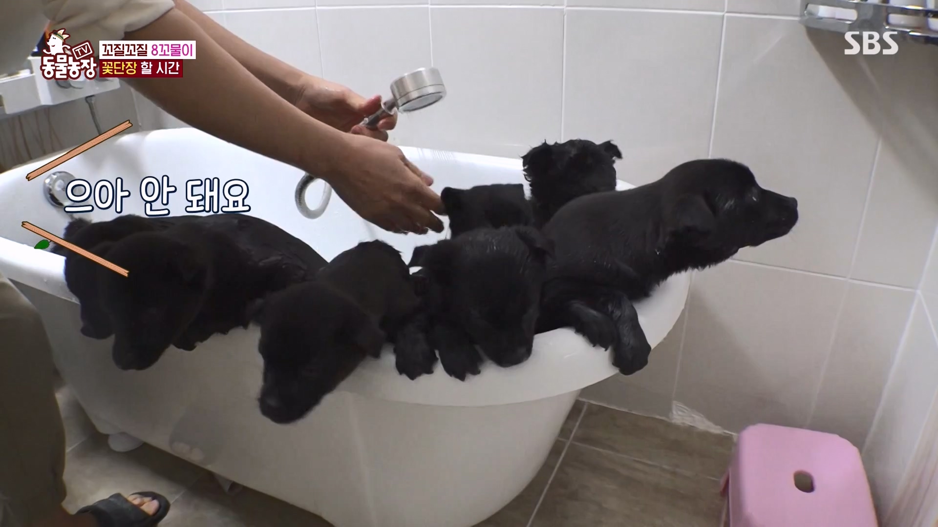 TV 동물농장.E1164.240324p-NEXT.mp4_20240324_172337.638.jpg