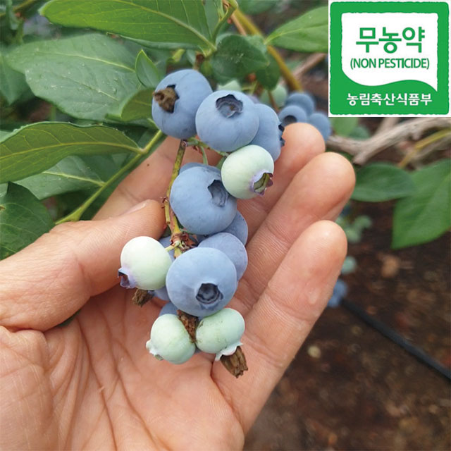  냉동블루베리 무농약 국내산 판매해요.
