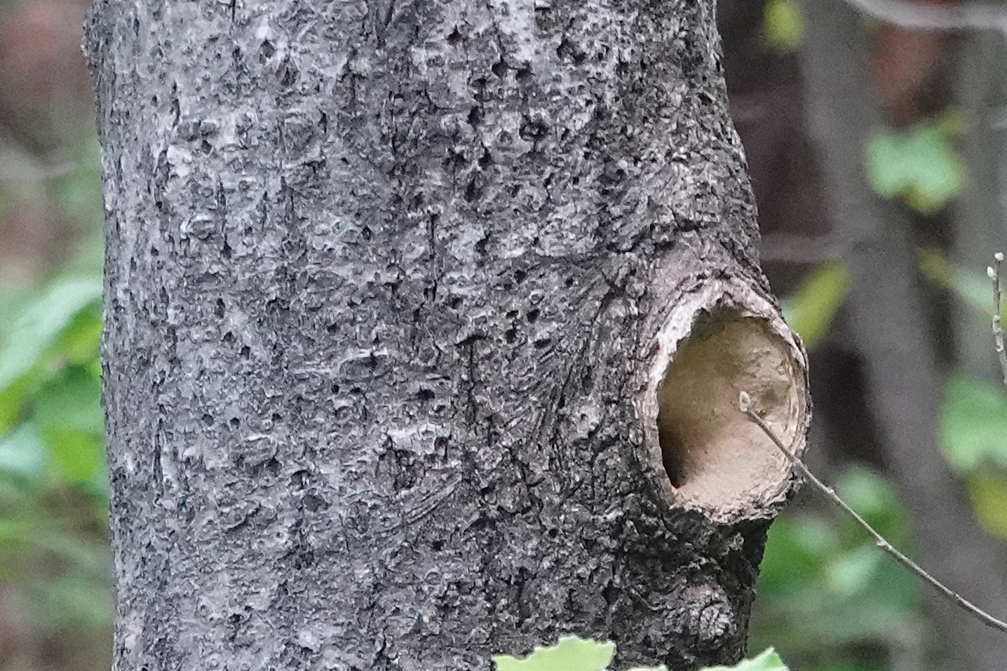  동고비(nuthatch) 둥지 확인하러 가는 길, 황로(cattle egret), 꾀꼬리(Chinese oriole), 잠자리