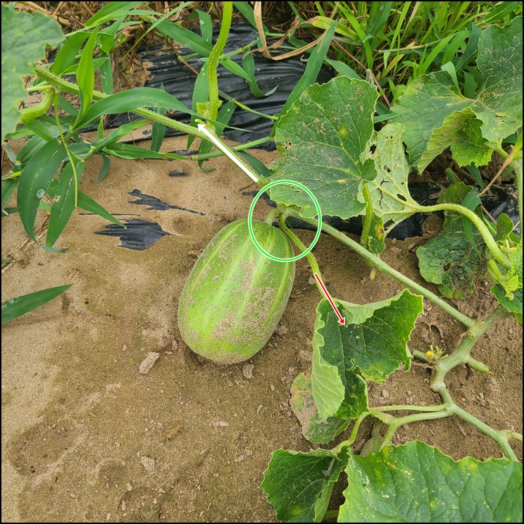  참외 순치기 방법, 저만의 노하우로 말씀드려봅니다