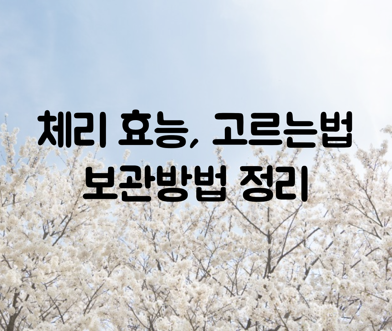  체리 효능, 고르는법 / 체리 보관방법 냉장 보관법