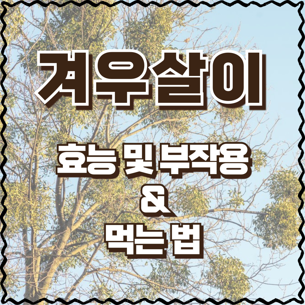 겨우살이 효능