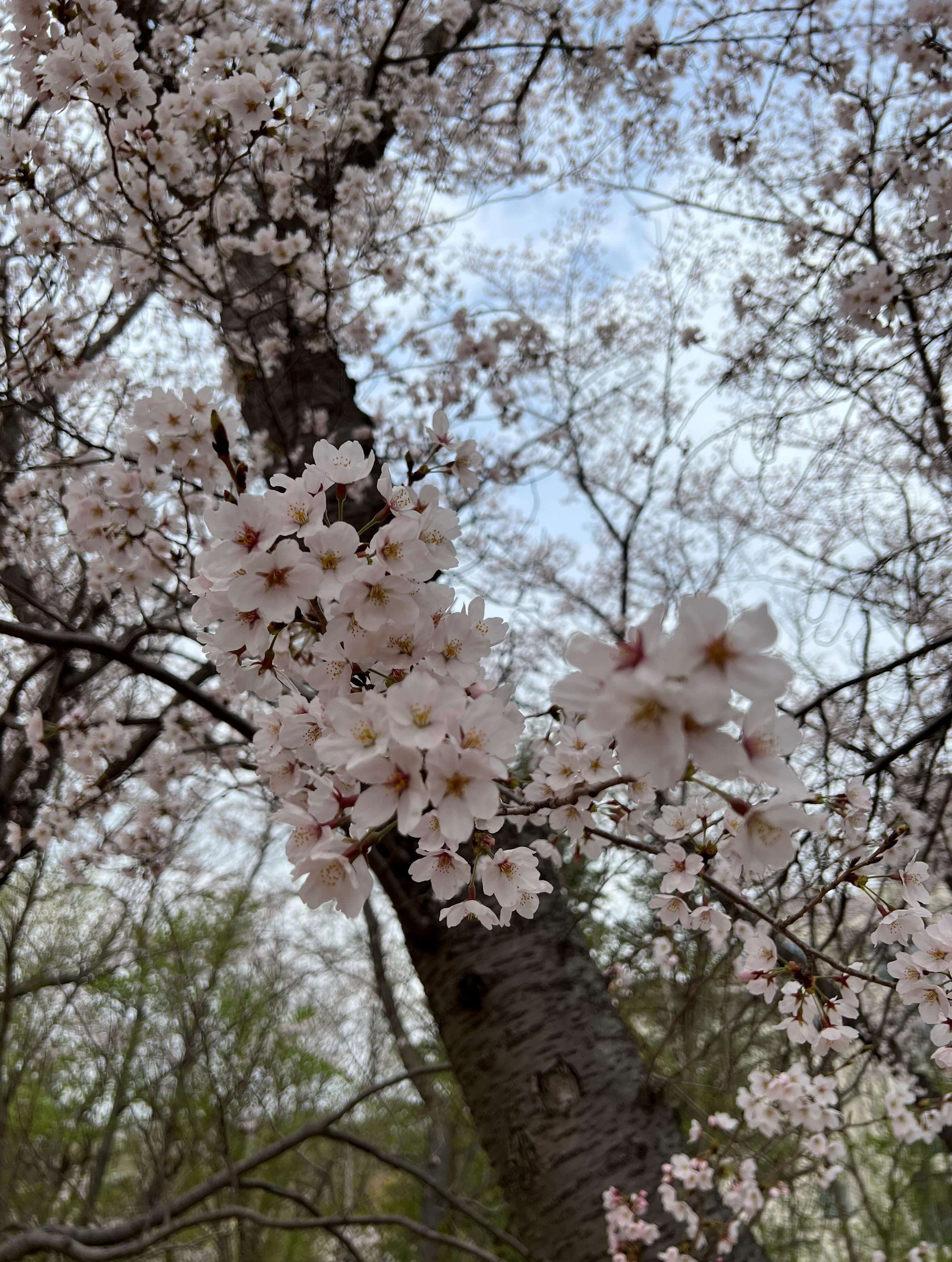 만개한 벚꽃