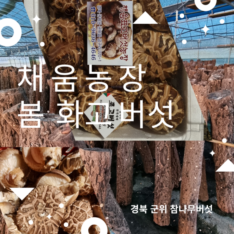 표고버섯 판매 버섯 제철입니다. 표고버섯 참나무 14