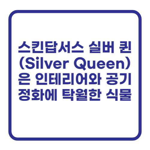 스킨답서스 실버 퀸(Silver Queen)은 인테리어와 공기 정화에 탁월한 식물