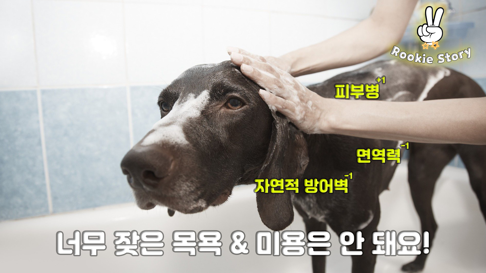  애견 의료 정보 강아지 동물병원 배넷털, 첫 목욕, 미용 시기