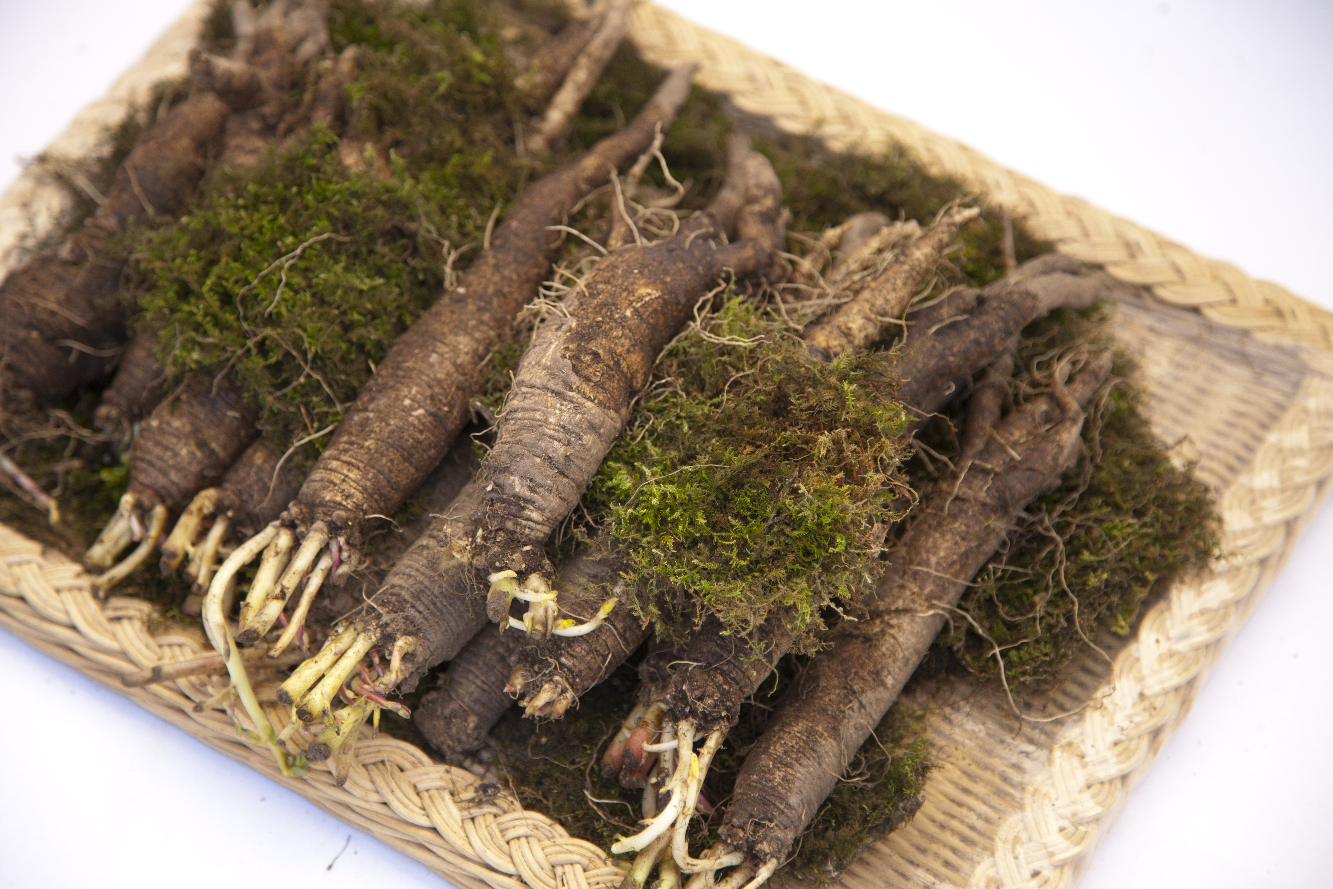 데코 밭에서 난 인삼, 혈당 조절