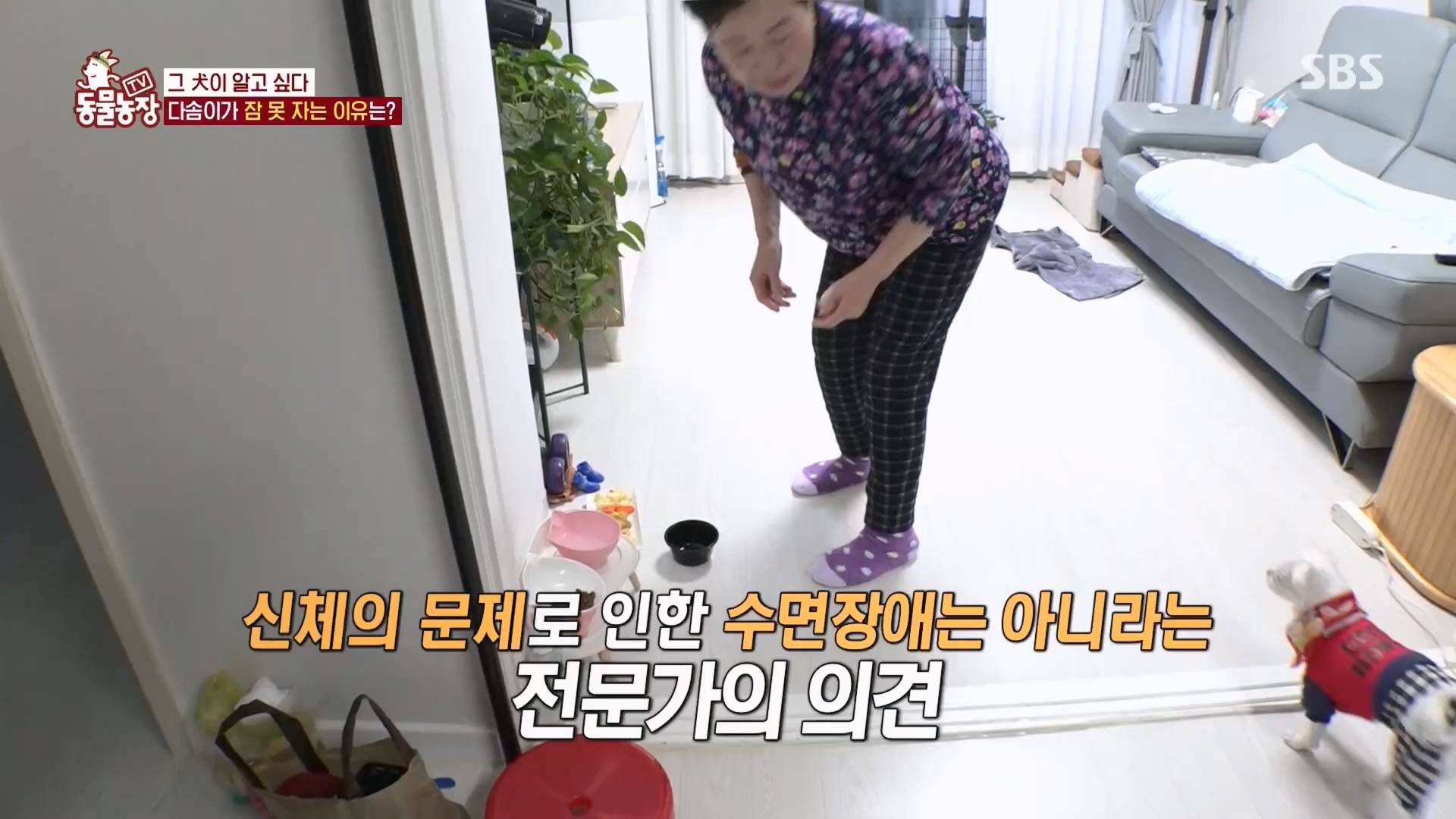 TV 동물농장.E1159.240218p.H264-F1RST.mp4_20240218_170001.832.jpg