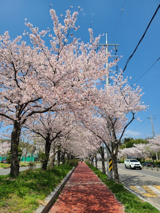 길가에 가득 핀 벚꽃나무