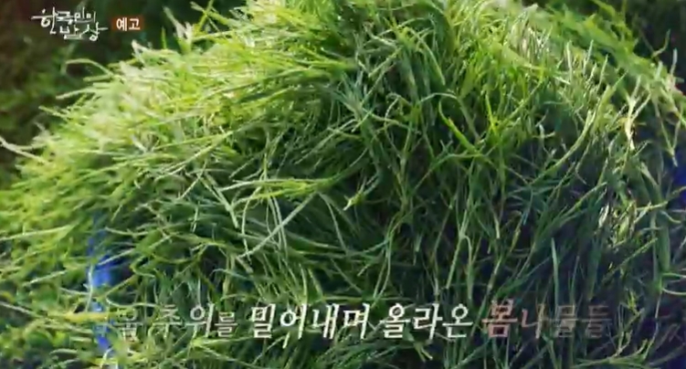 한국인의밥상-해남-금자마을-봄나물밥상