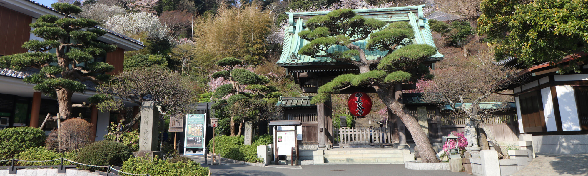 hasedera