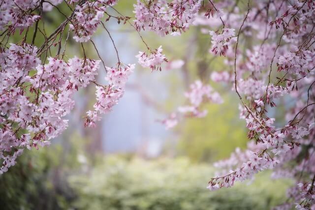 숨은 벚꽃 명소 찾는방법