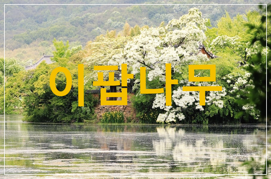  이팝나무 : 입하(入夏)에 꽃이 핀다는 돌푸레나무과의 하얀 꽃나무