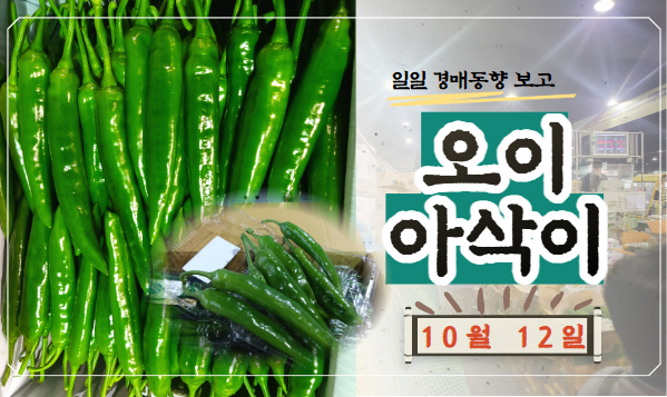  [경매사 일일보고] 10월 12일자 가락시장 오이아삭이 경매동향을 살펴보겠습니다!
