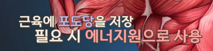 산양유 단백질 효능