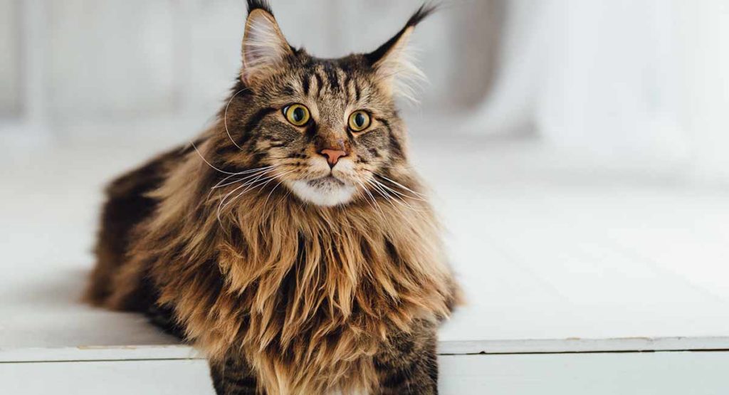 메인쿤 고양이 특징에 대해서(Mainecoon) 메인쿤 고양이 특징에 대해서(Mainecoon)