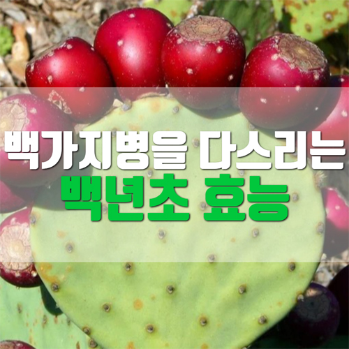  백년초 효능 및 먹는법