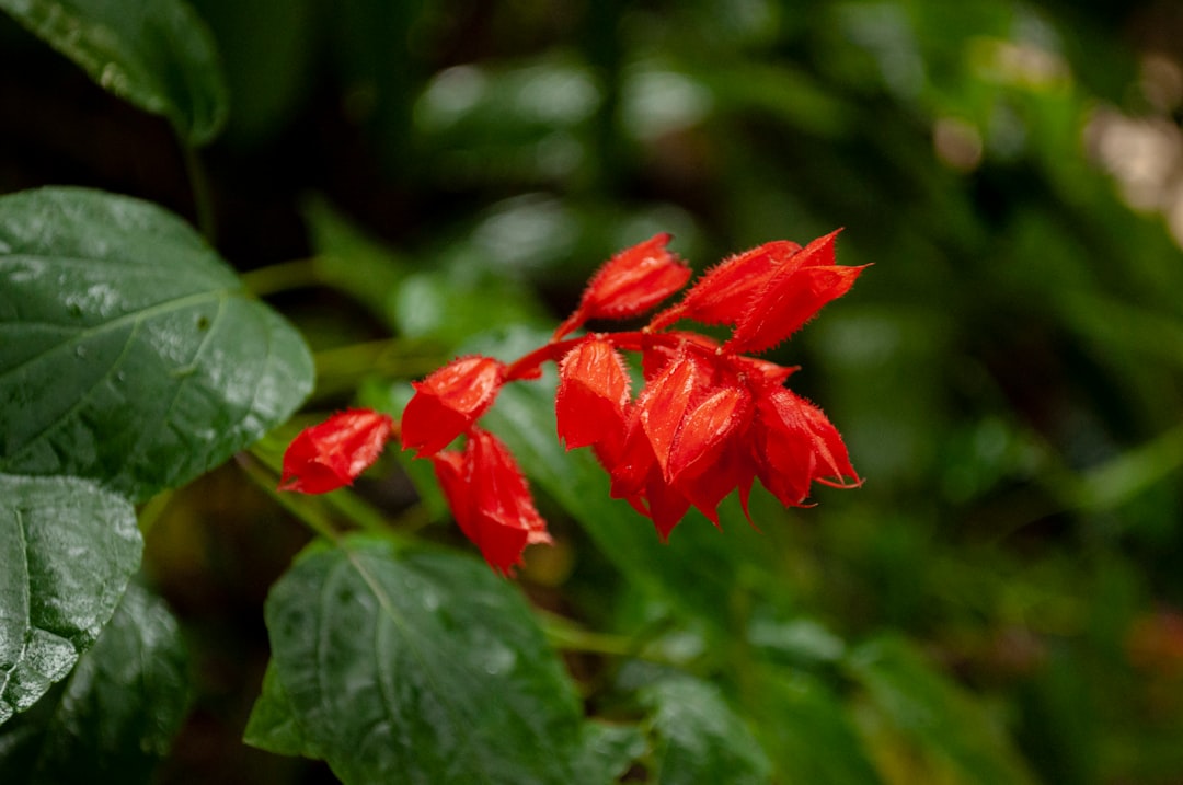 Exotica