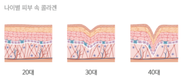 나이별-피부-속-콜라겐