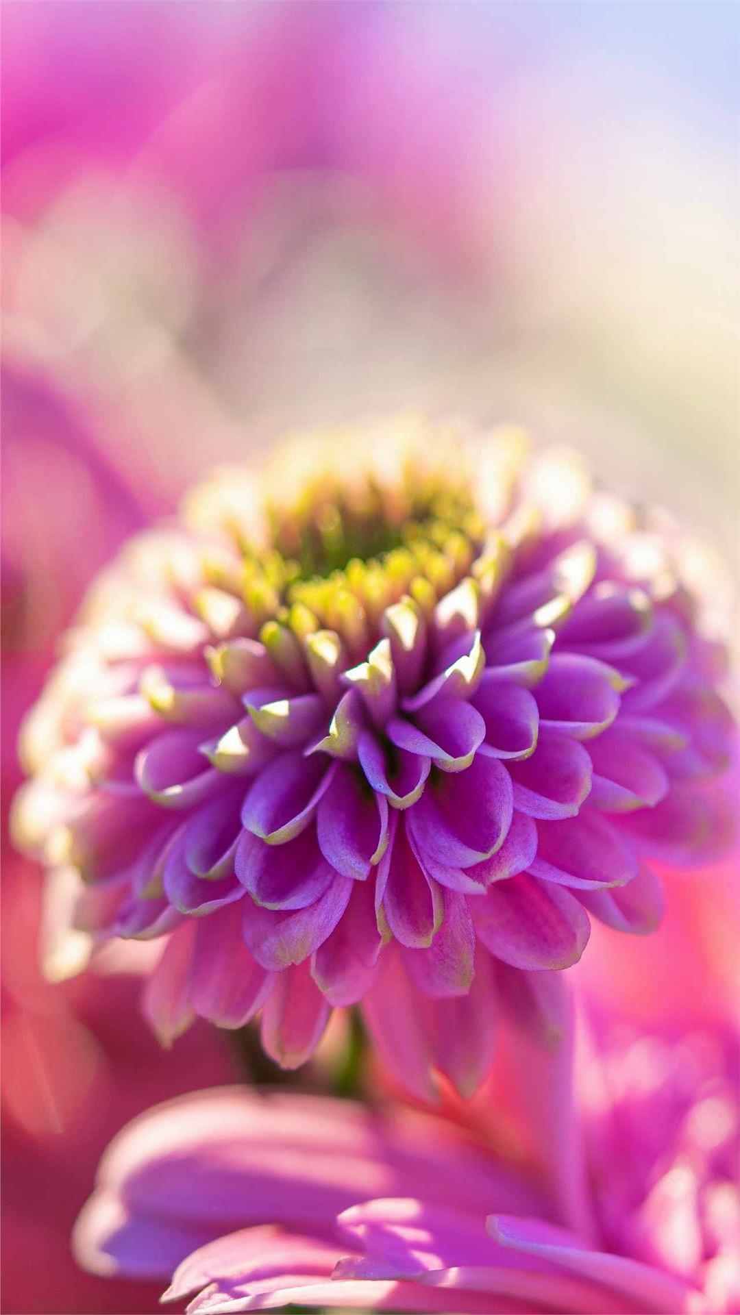 Dahlia Flower iPhone Wallpaper