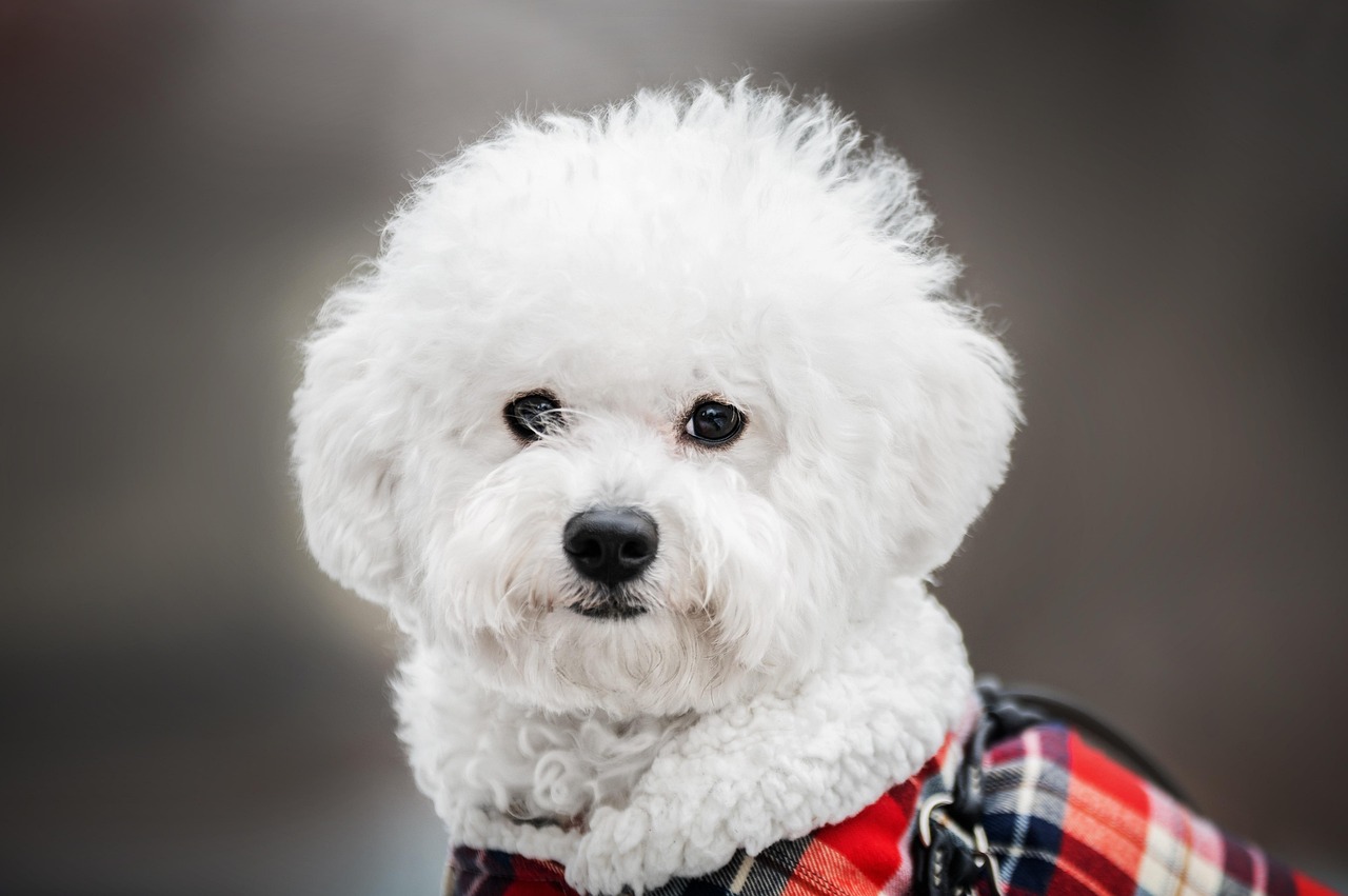 Bichon