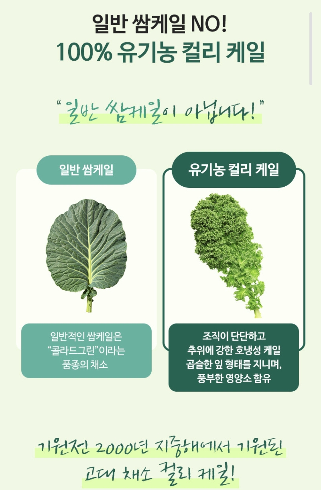케일 이미지