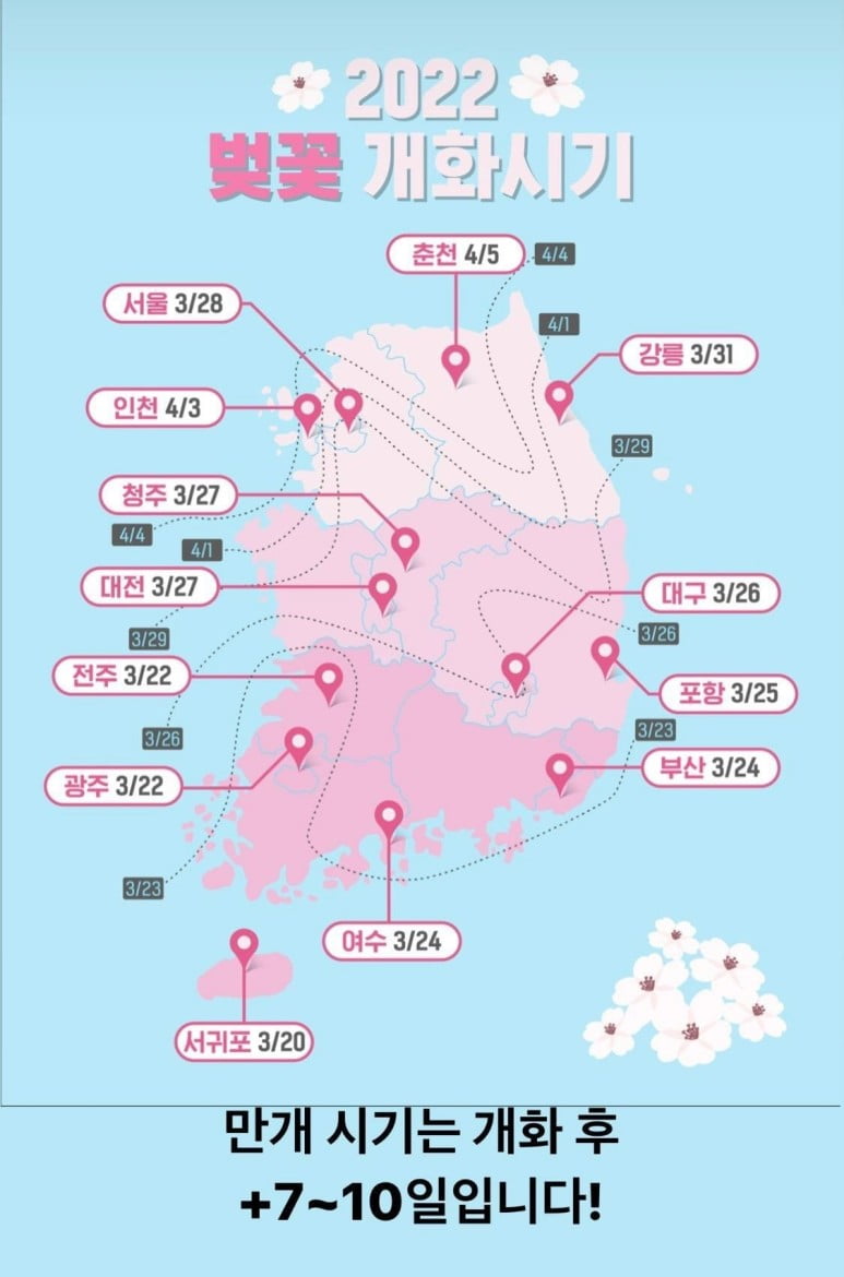  2022년 벚꽃 개화 시기가 돌아왔어요~