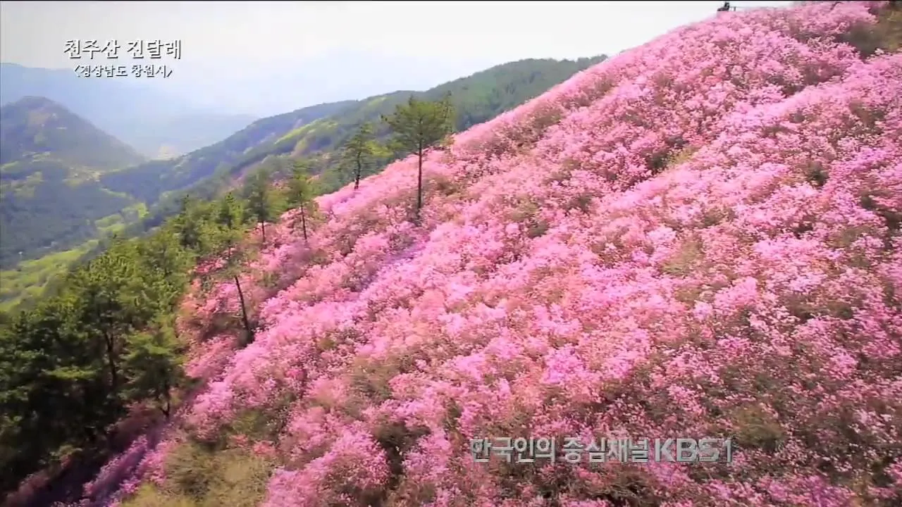 천주산 진달래축제 등산코스 맛집_7