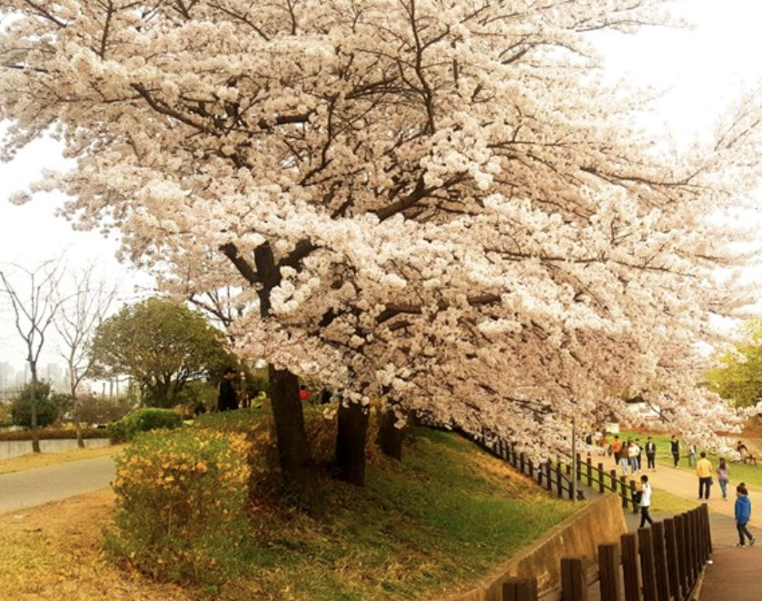 순천의 장대 공원 벚꽃길 특징은?
