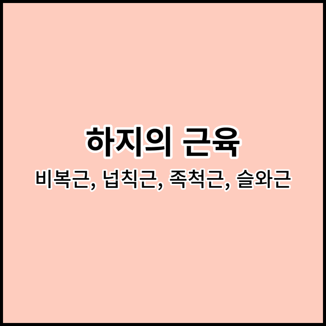 해부학 하지의 근육: 비복근&#44; 넙칙근&#44; 족척근&#44; 슬와근 기시&#44; 정지&#44; 작용&#44; 신경지배