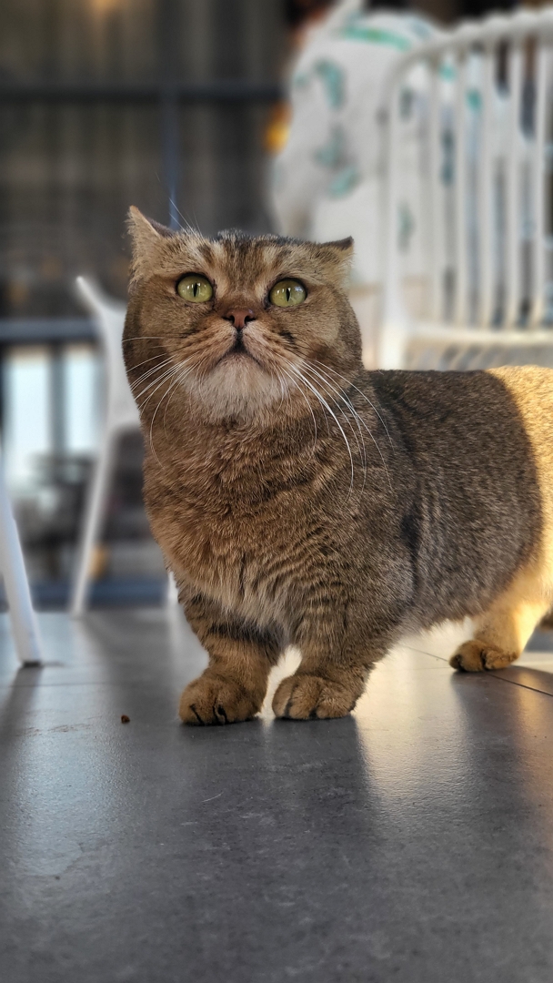 카메라를 응시하는 브라운 태비 고양이