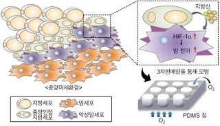  암세포 주변의 지방세포가 암세포를 증가시킨다